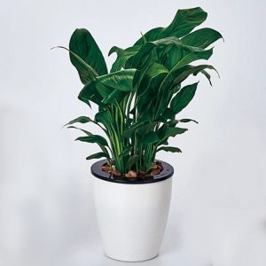 Lazy Flower Pots Automatic Water-absorbing Hydroponic Potted Plants Circular Resin Plastic Flower Pots Double-layer Design Self Watering Planter, Diameter: 12cm, Height: 12.2cm (White)